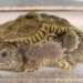 discovery of rare two headed diamond turtle in the us 116496
