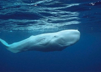discovery of rare white squid 117521