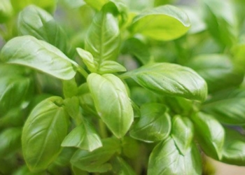 discovery of substances that prevent alzheimers disease in hawthorn 116405