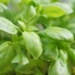 discovery of substances that prevent alzheimers disease in hawthorn 116405