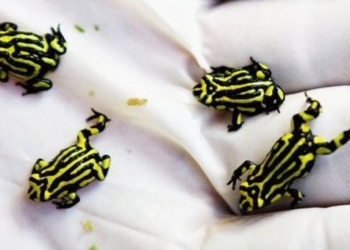 discovery of the origin of the fungal species killing wildlife 92423