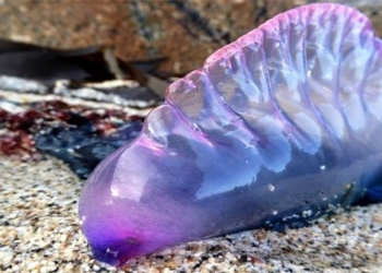 discovery of transparent sea creatures in virtual reality 51377