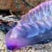 discovery of transparent sea creatures in virtual reality 51377