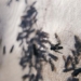 do not let insects turn waste into gold 116907