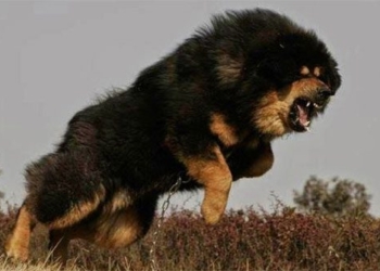 dog breed price soars drastically 45117