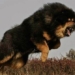 dog breed price soars drastically 45117