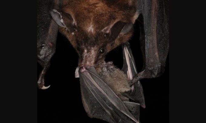 Ghost bat preying on another bat.