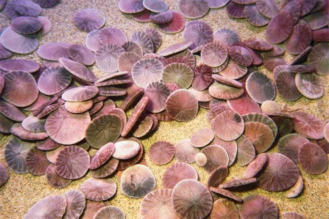 Colorful Sand Dollars living in groups of hundreds under the sea.
