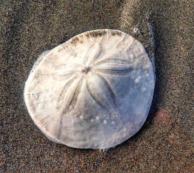 Sand Dollars are known to be slow eaters.