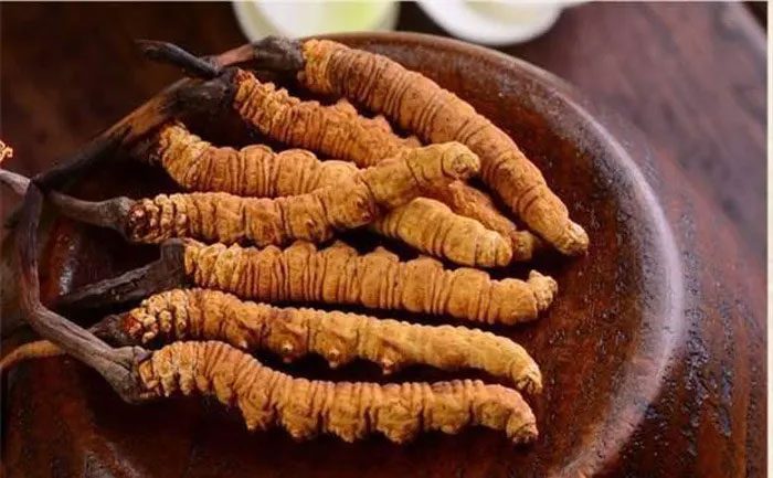 Cordyceps
