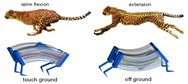 Four-legged animals have a flexible skeletal structure