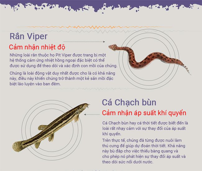 dong vat co giac quan thu sau 1