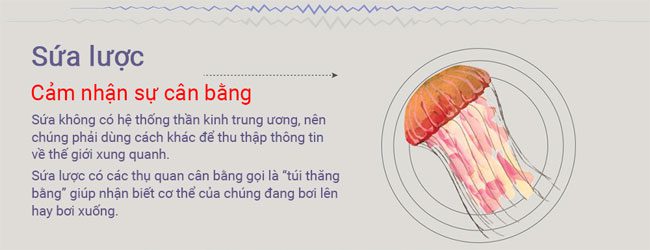 dong vat co giac quan thu sau 2