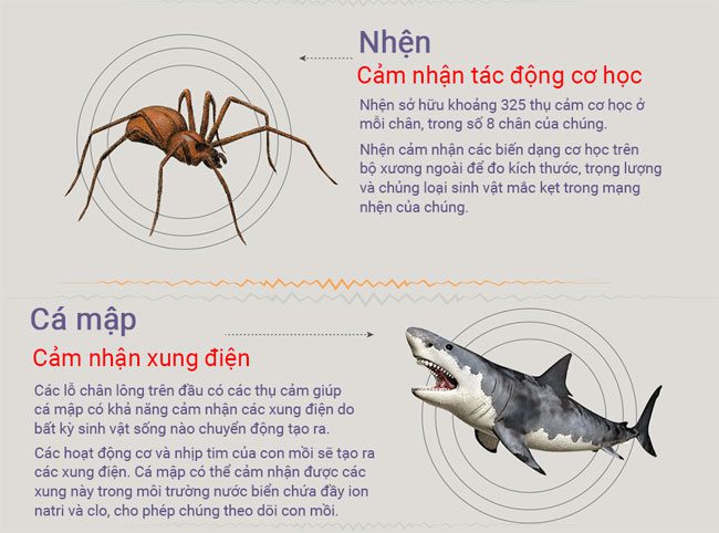 dong vat co giac quan thu sau 3