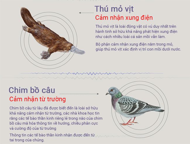 dong vat co giac quan thu sau 4