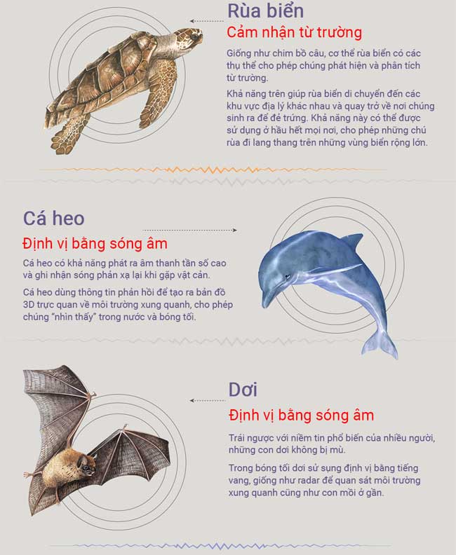 Animals with a Sixth Sense