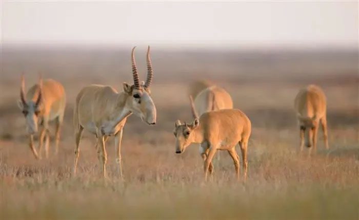 The desert kites likely served as traps for catching wild ungulates.