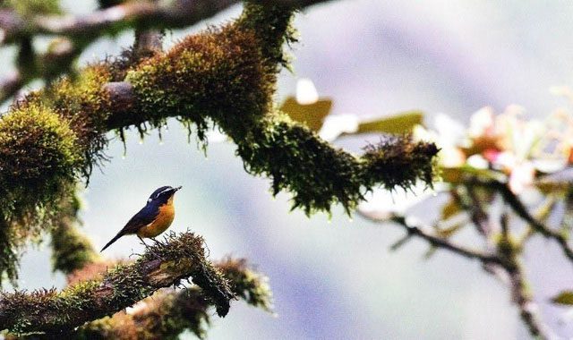 Diverse flora and fauna in the Kon Ha Nung biosphere reserve