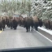 driver accident hit 150 cattle on road 116909