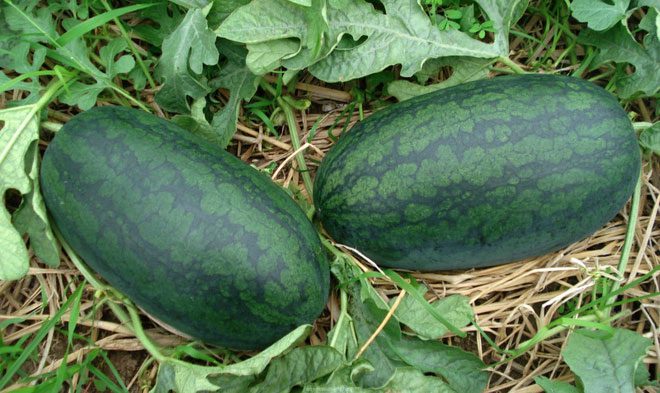 Watermelon