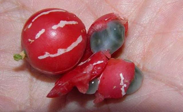 It is toxic and can pose a danger to children if ingested.