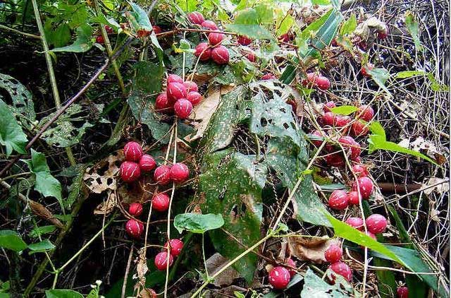 The double melon is a wild plant but has a colorful appearance, leading many families to bring it home for decoration.