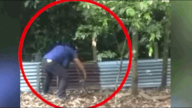 The snake catcher captures the venomous snake with one hand.