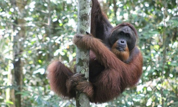 Bornean orangutans primarily eat plants.
