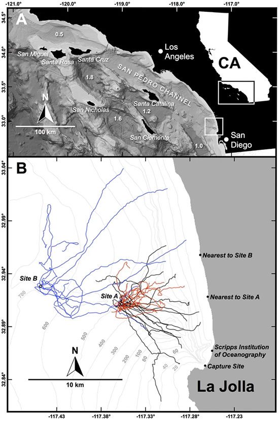 Shark movement paths