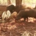 eat wild boar in the forest not worry about losing life due to being betrayed 116925