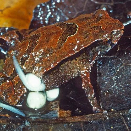 The tadpoles will crawl into small pouches on their father's legs.