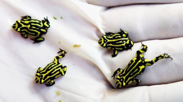 Chytrid fungus has a severe impact on the critically endangered Corroboree frog species.
