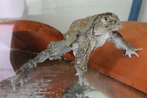 This frog species is on the brink of extinction.