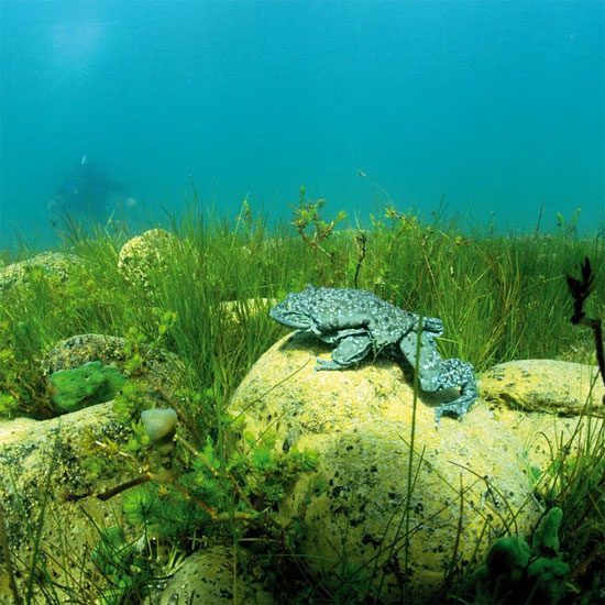 The wrinkled frog is the largest freshwater frog in the world