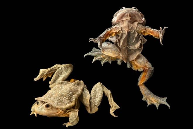 The Titicaca Frog lives entirely underwater and is only found in Lake Titicaca