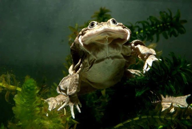 The Titicaca Frog