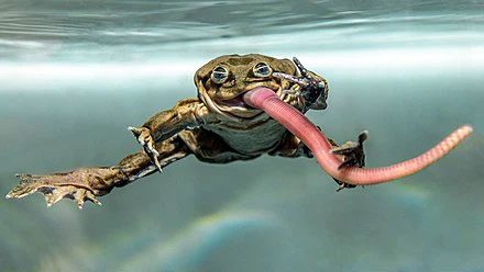 The Titicaca Frog is a large freshwater frog in the family Telmatobiidae