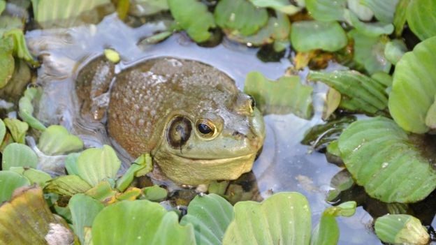 American bullfrogs are somewhat immune to chytrid fungus, but they help transmit the disease to other susceptible amphibian species.