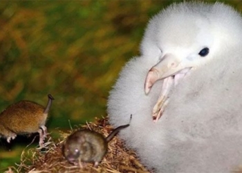 effort to eradicate invading rats harming bird meat fails at dao gough 117815
