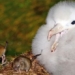 effort to eradicate invading rats harming bird meat fails at dao gough 117815