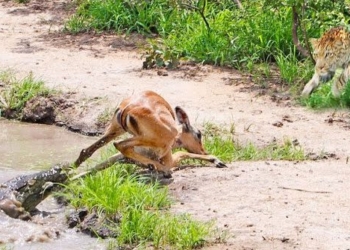 escape from crocodile lincoln unexpectedly died and fell on the ground 116528