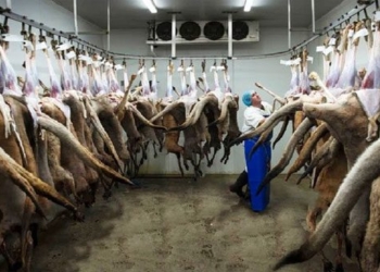 every year australia exterminates 2 million of this species but still struggles against their development 116874