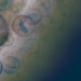 evidence of living organisms currently present on mars 117895