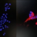 experts at hong kong university have successfully isolated the omicron variant 117461