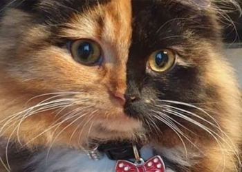 explaining the phenomenon of two faced cats 41537