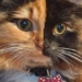 explaining the phenomenon of two faced cats 41537
