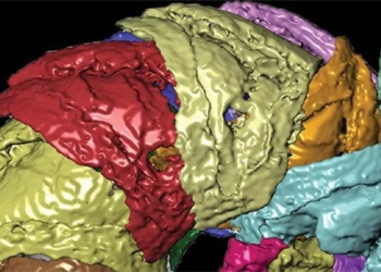 extinct organisms appeared intact after 400 million years 117540