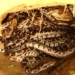 farmers discover high quality goods near corn fields experts are amazed when digging up 117532