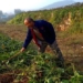 farmers go digging what is the truth about land bleeding 116379
