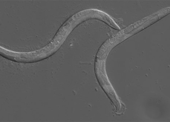 find answer for the question what kind of worms can be treated 116608